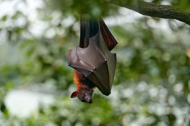 Bat Lyssavirus Warning