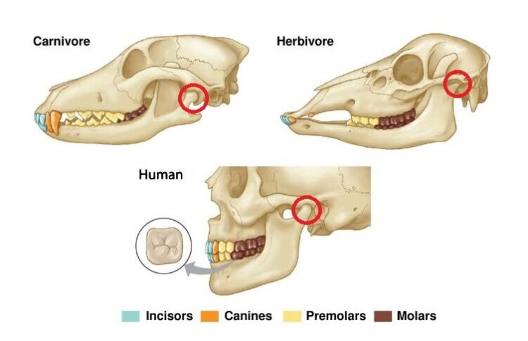 What Your Mouth, Jaw and Teeth Say You Should Eat